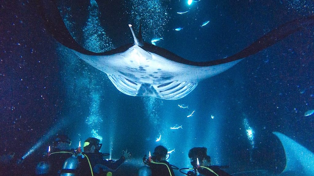 4. Hawái, Kona: Buceo Nocturno con Mantarrayas
