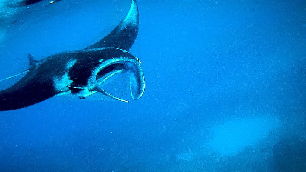 Buceo con Mantarrayas en Nusa Penida y Raja Ampat, Indonesia