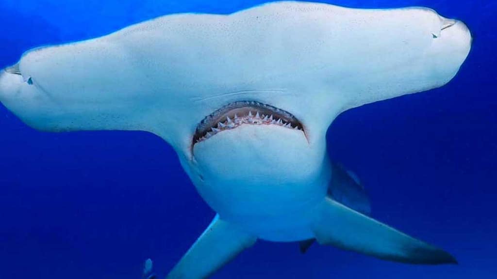 Dónde Bucear con Tiburones