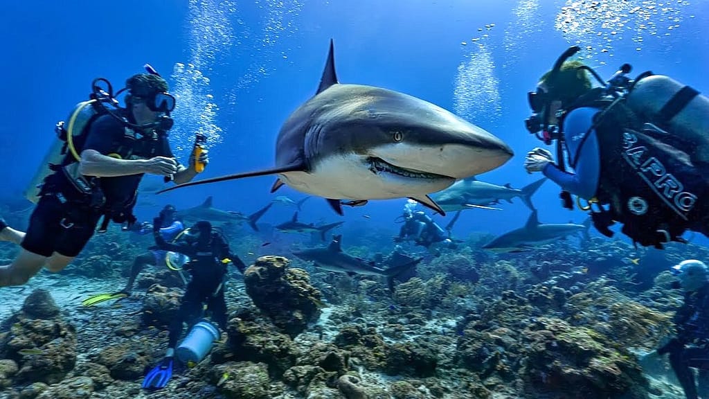 Roatán: La Joya Subacuática de Honduras