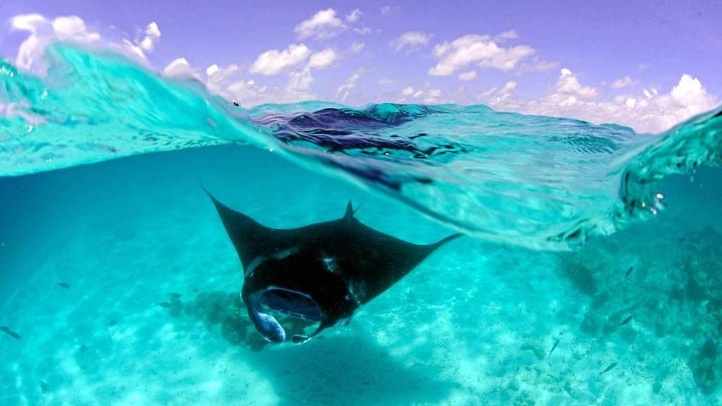 Buceo con Mantarrayas en la Reserva de la Biosfera en Maldivas, Hanifaru Bay