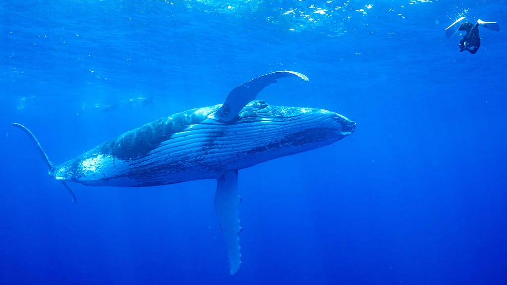 Mejores Lugares para Bucear en el Caribe