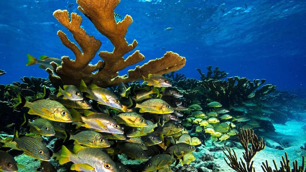 Mejores Lugares para Bucear en el Caribe