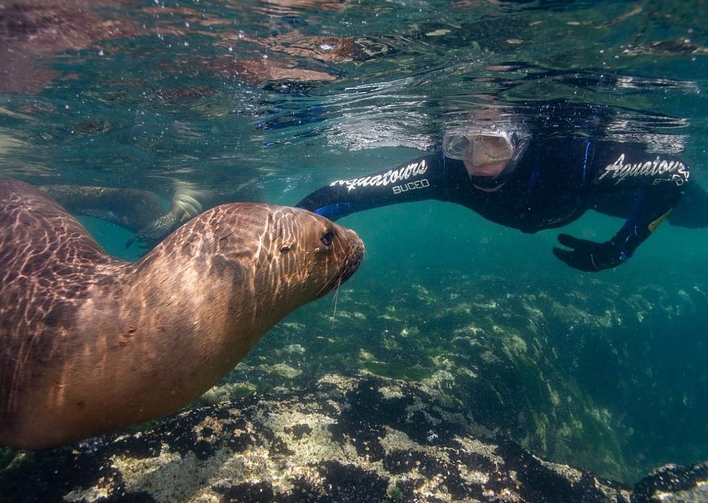 Snorkeling con lobos marinos en Aquatours Buceo