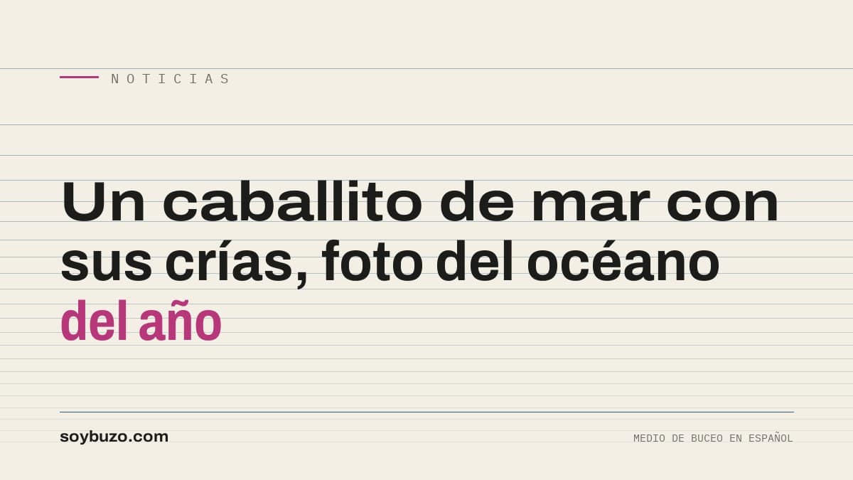 Caballito de mar macho fotografiado en aguas oscuras con dos diminutas crías a su lado