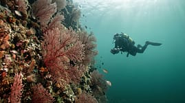Pared mediterránea cubierta de gorgonias rosadas, esponjas y anémonas, con un buceador con cámara y carcasa suspendido en el agua verdosa