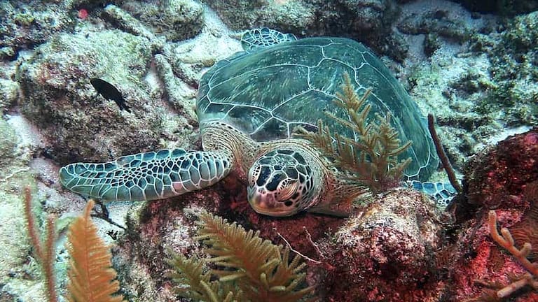 Tiburón toro nadando sobre fondo de arena blanca con buceadores arrodillados a distancia