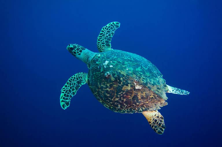 Tortuga carey nadando en agua azul abierta, vista desde arriba y de lado, con el borde aserrado del caparazón y los escudos solapados bien visibles