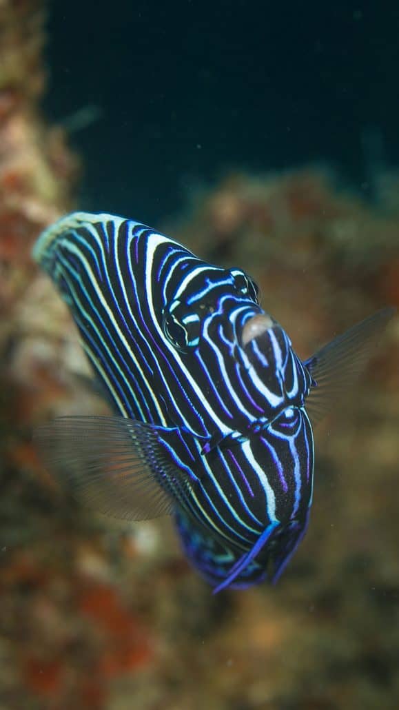 Peces de Tiwi Reef