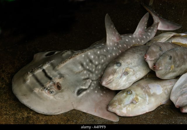 Tiburones guitarra manchados - Salón Mozambique