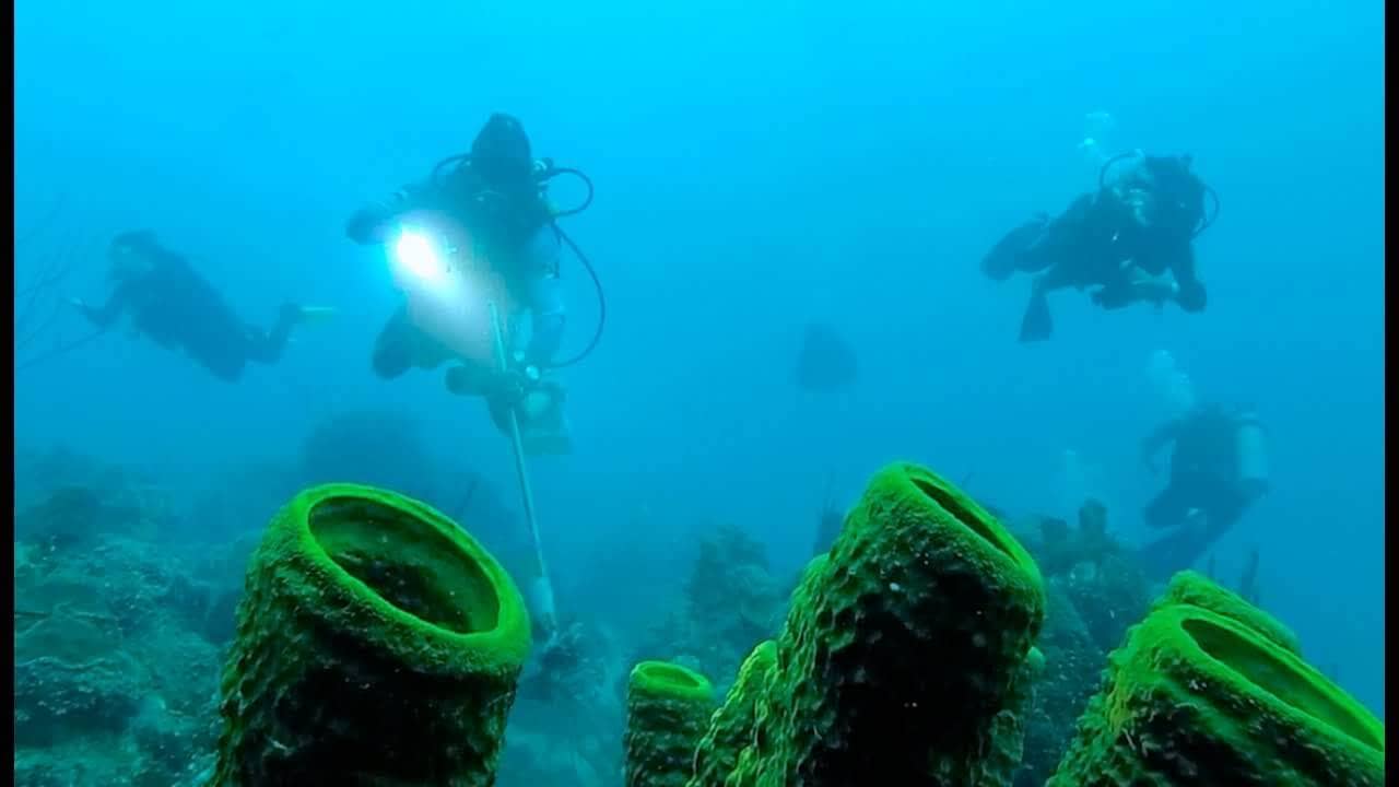 Buceo en Banco Chinchorro. 