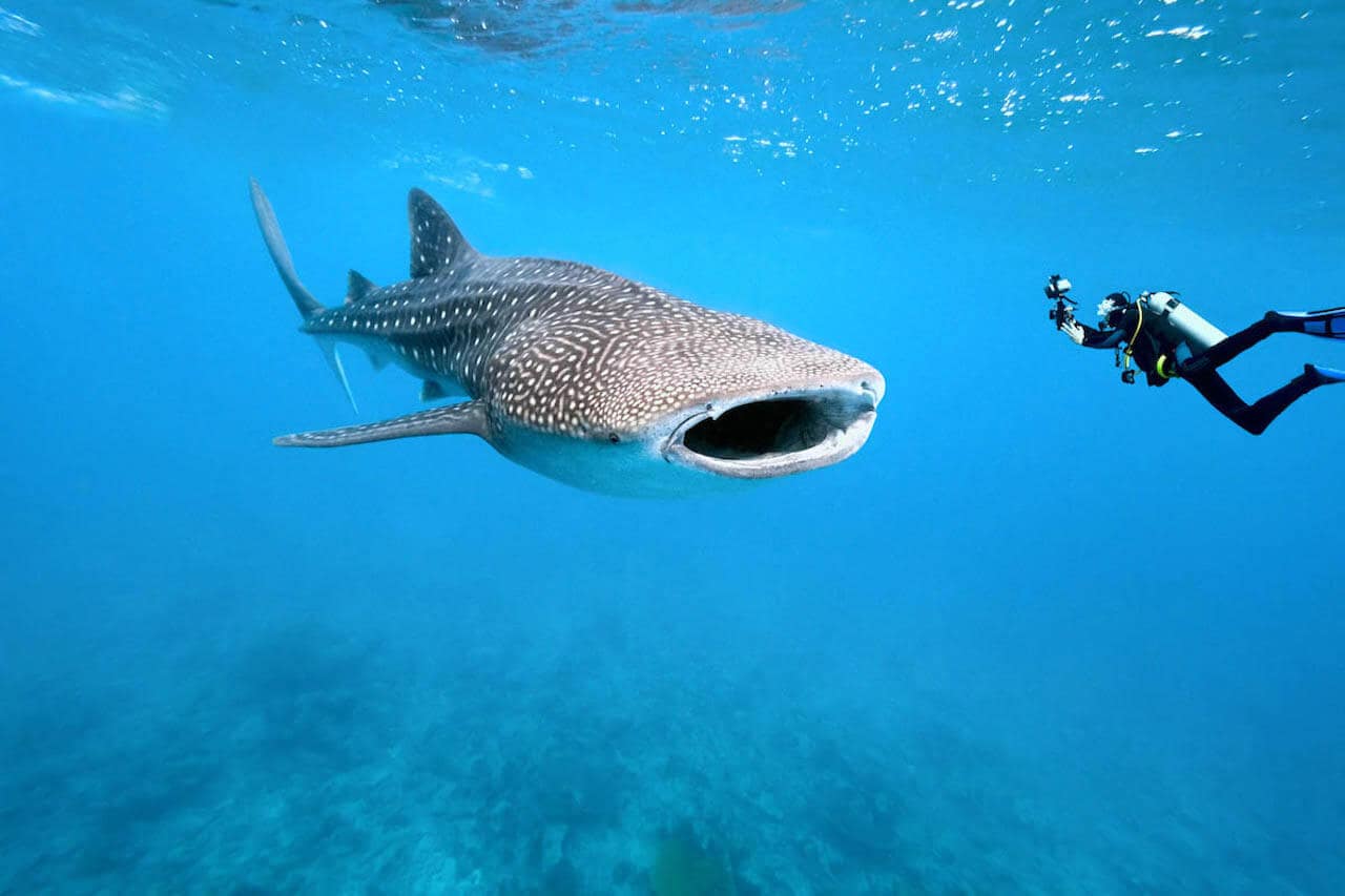 Bucear en Ukulhas Thila, Buceo en Maldivas