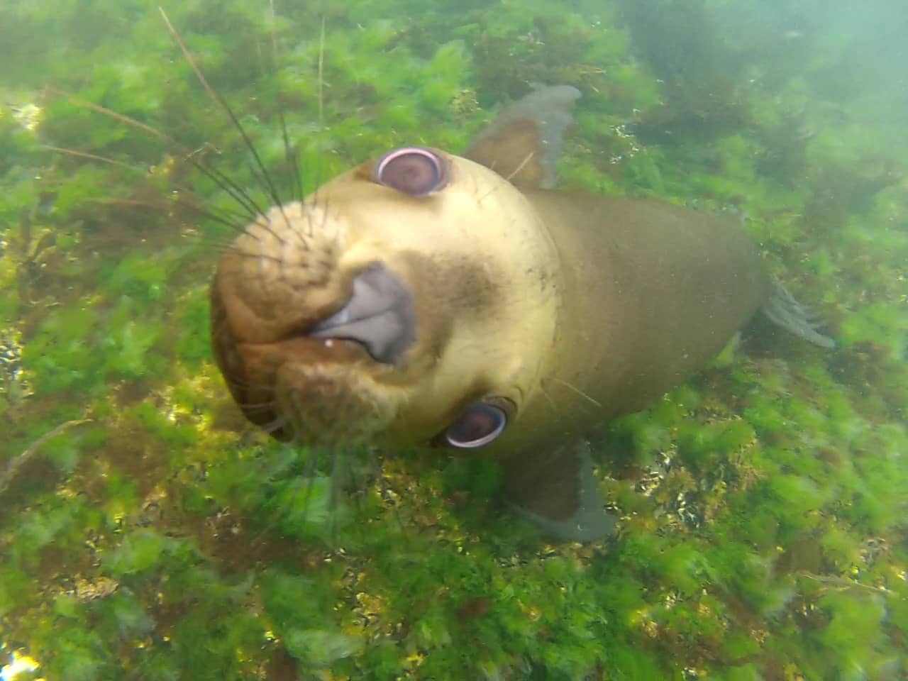 Buceo con lobos marinos