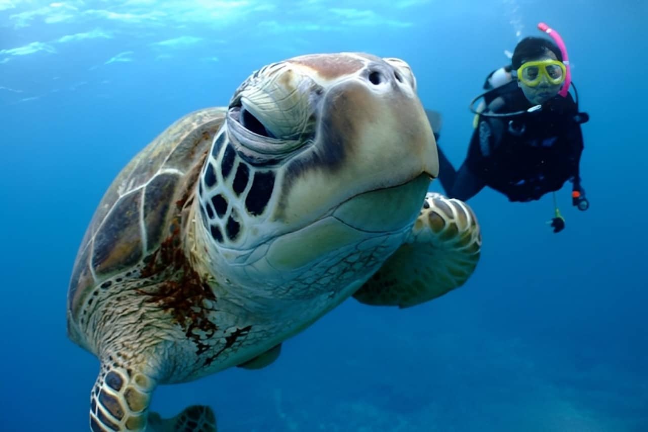 Bucear en la islas Kerama en Okinawa