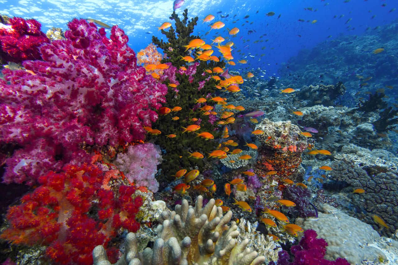 Buceo en Fiji, naturaleza