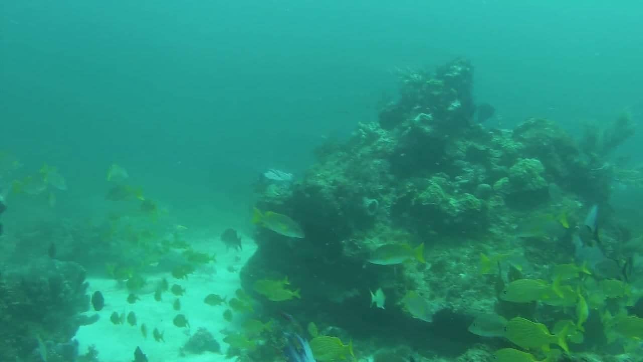 Arrecife Manchones, Cancún