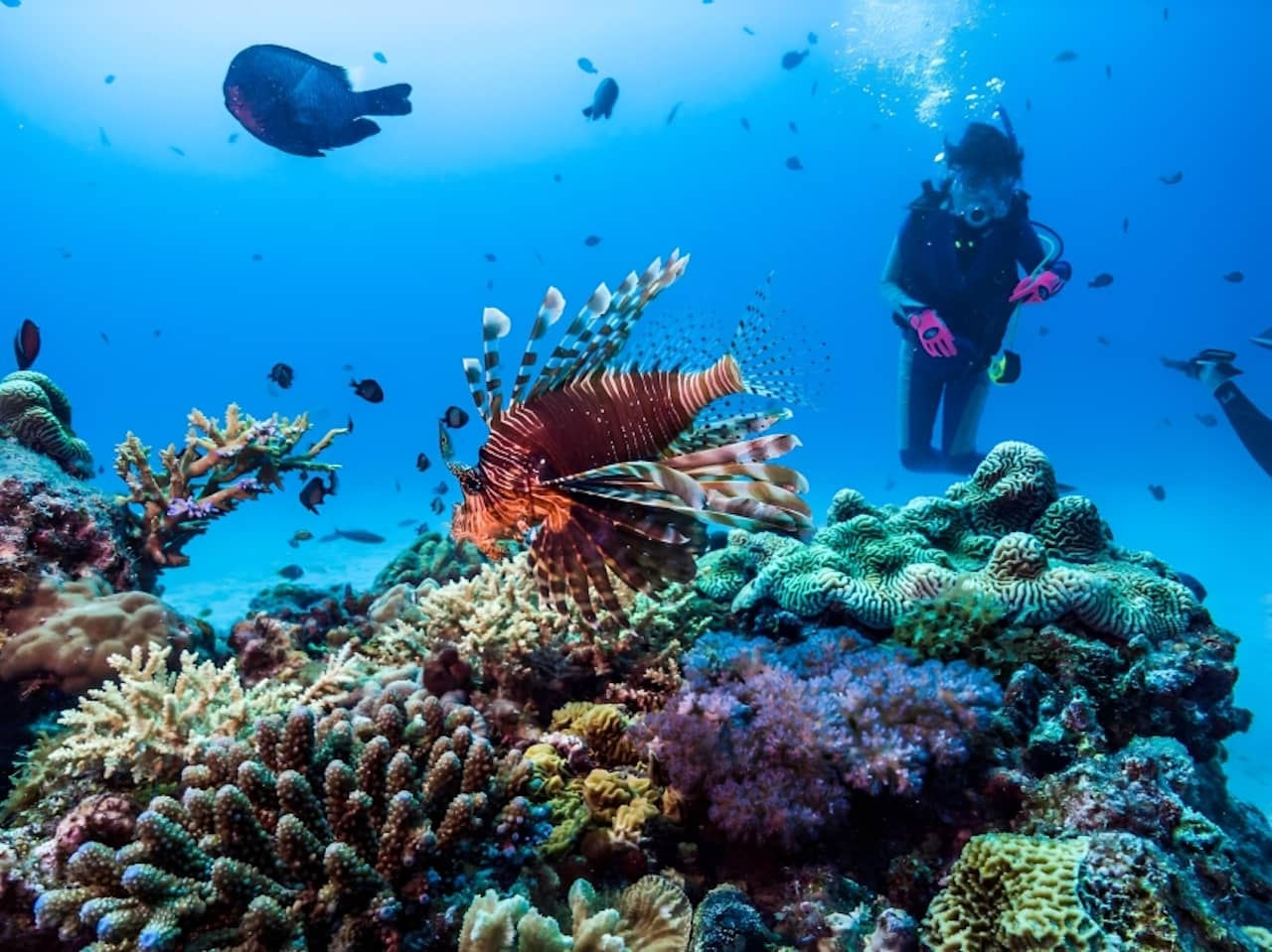 Jiro's Garden de Isla Yonaguni