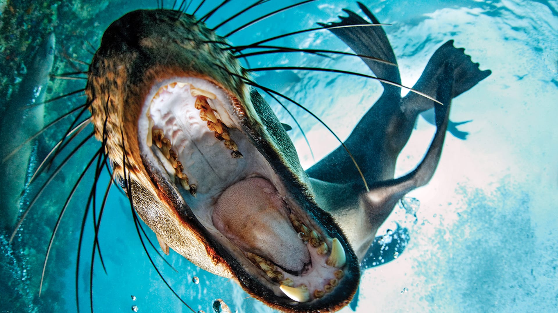  buceo con Focas en Simon's Town