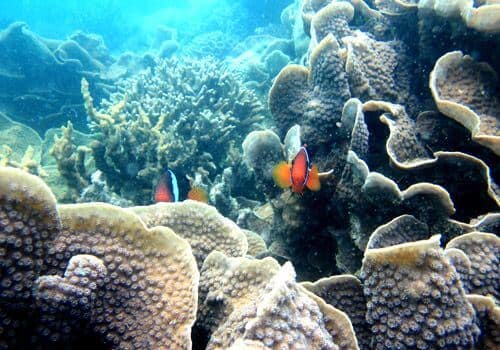 Buceo en Indonesia: Islas Bangka y Belitung