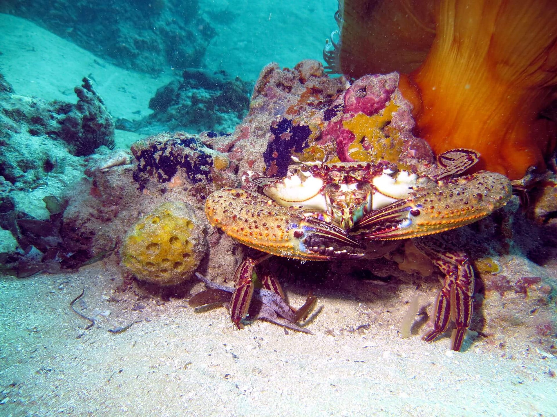 Peponi Divers Mombasa