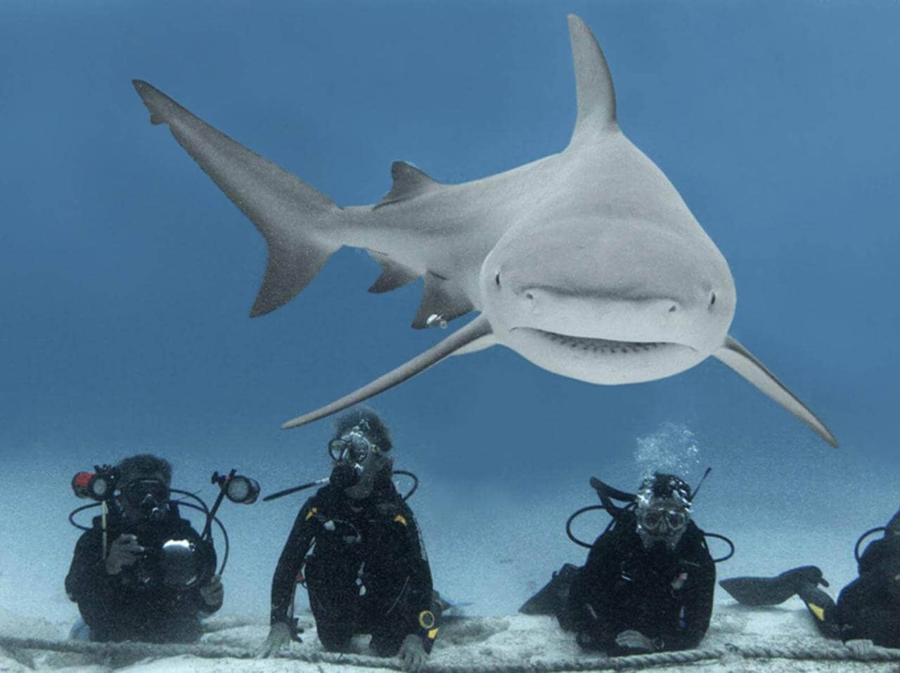 Bull Shark Dive, Playa Del Carmen