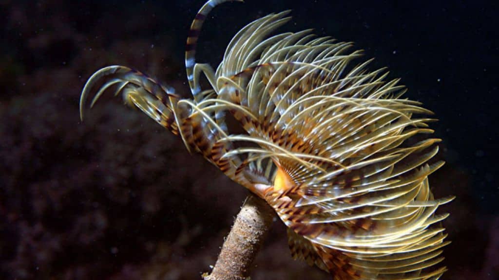 Cap castell buceo costa brava