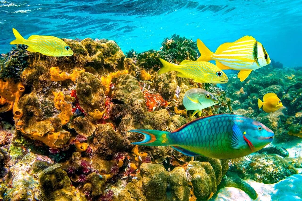 Rose Hall Reef, Bucea bucear Jamaica