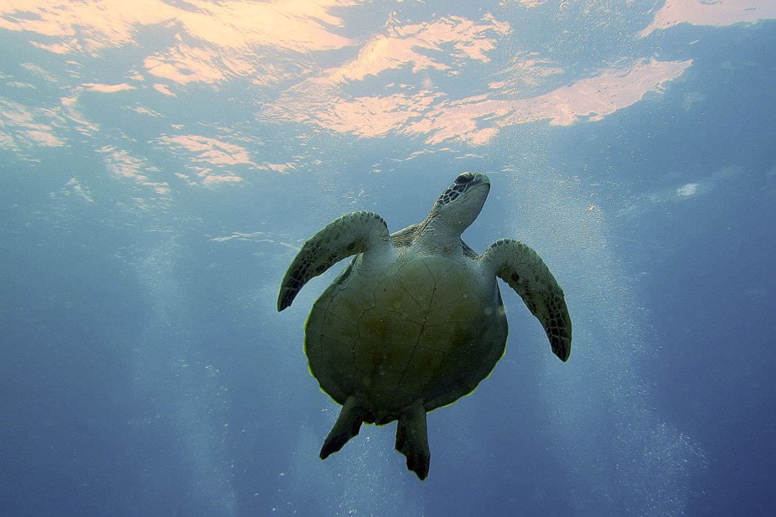 Sitios de Buceo en las Islas Marshall