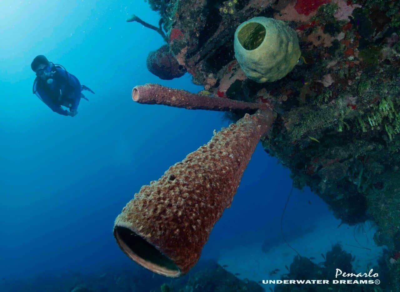 Bucear en Jamaica, Basket Reef