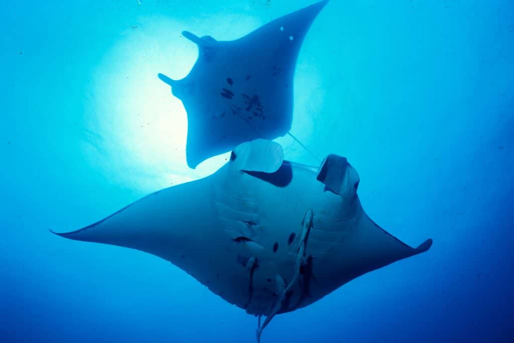 Isla de Ishigaki bucear con Mantas Raya