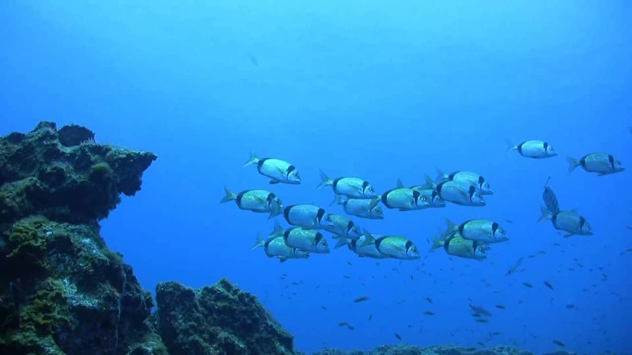 Buceo en El Hierro