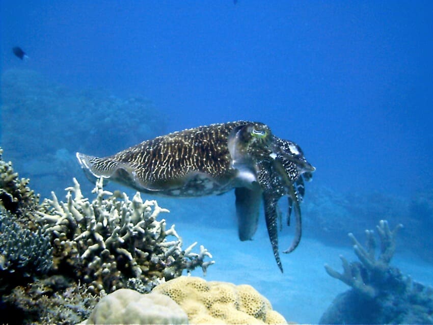 Buceo en Filipinas, Apo 29 - Parque Natural Apo Reef