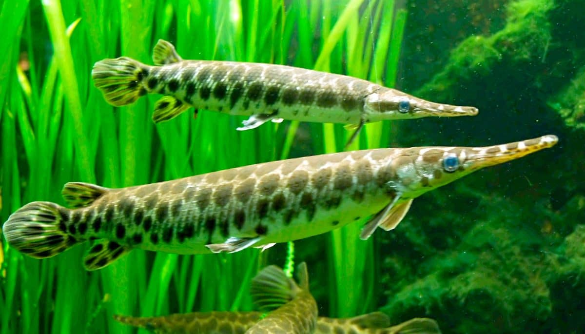 Peces cocodrilo - Salón Mozambique