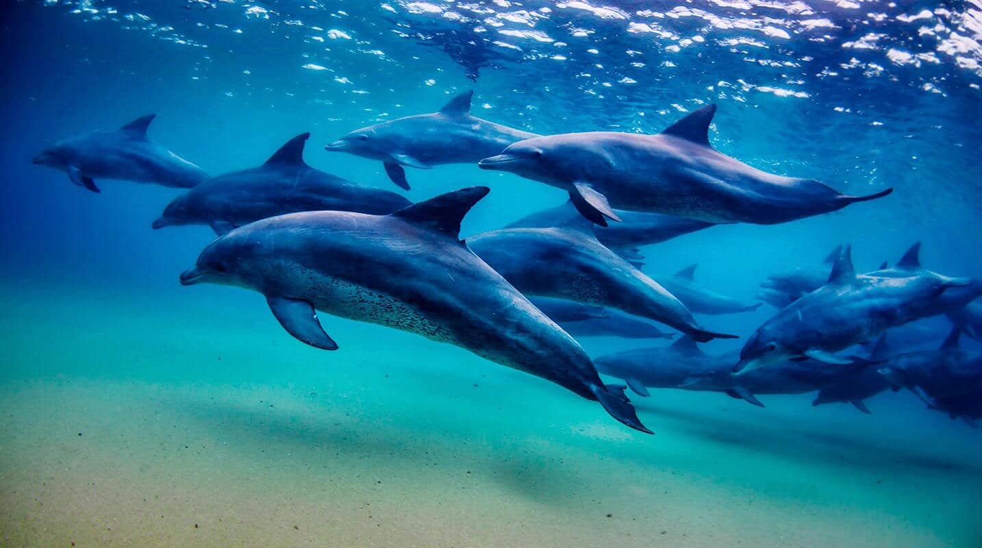 Buceo en Archipiélago Quirimbas, Mozambique