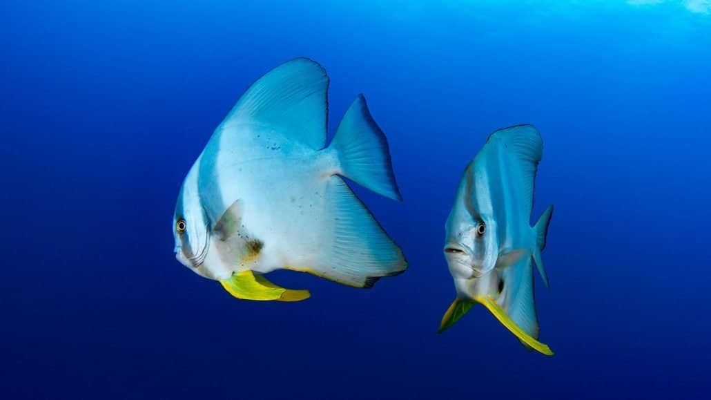 Peces de Tiwi Reef