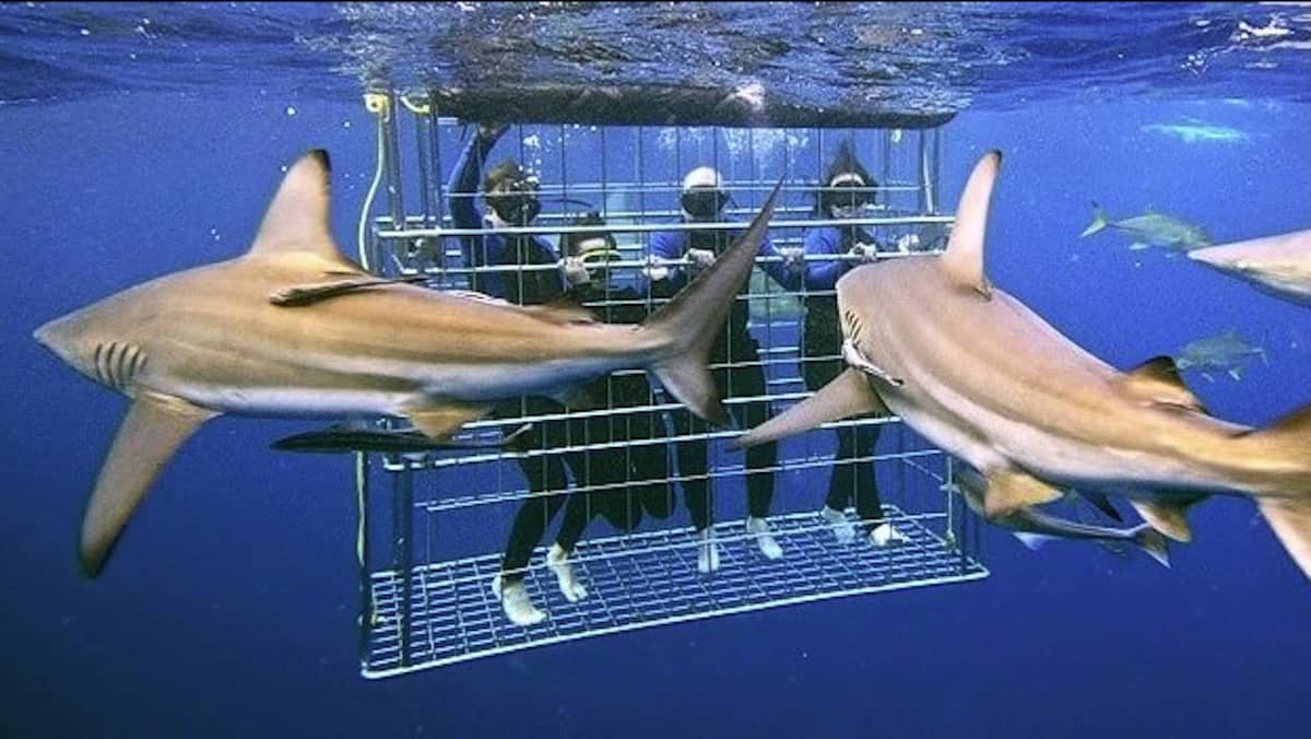 Buceo con tiburones en Mar de la Plata