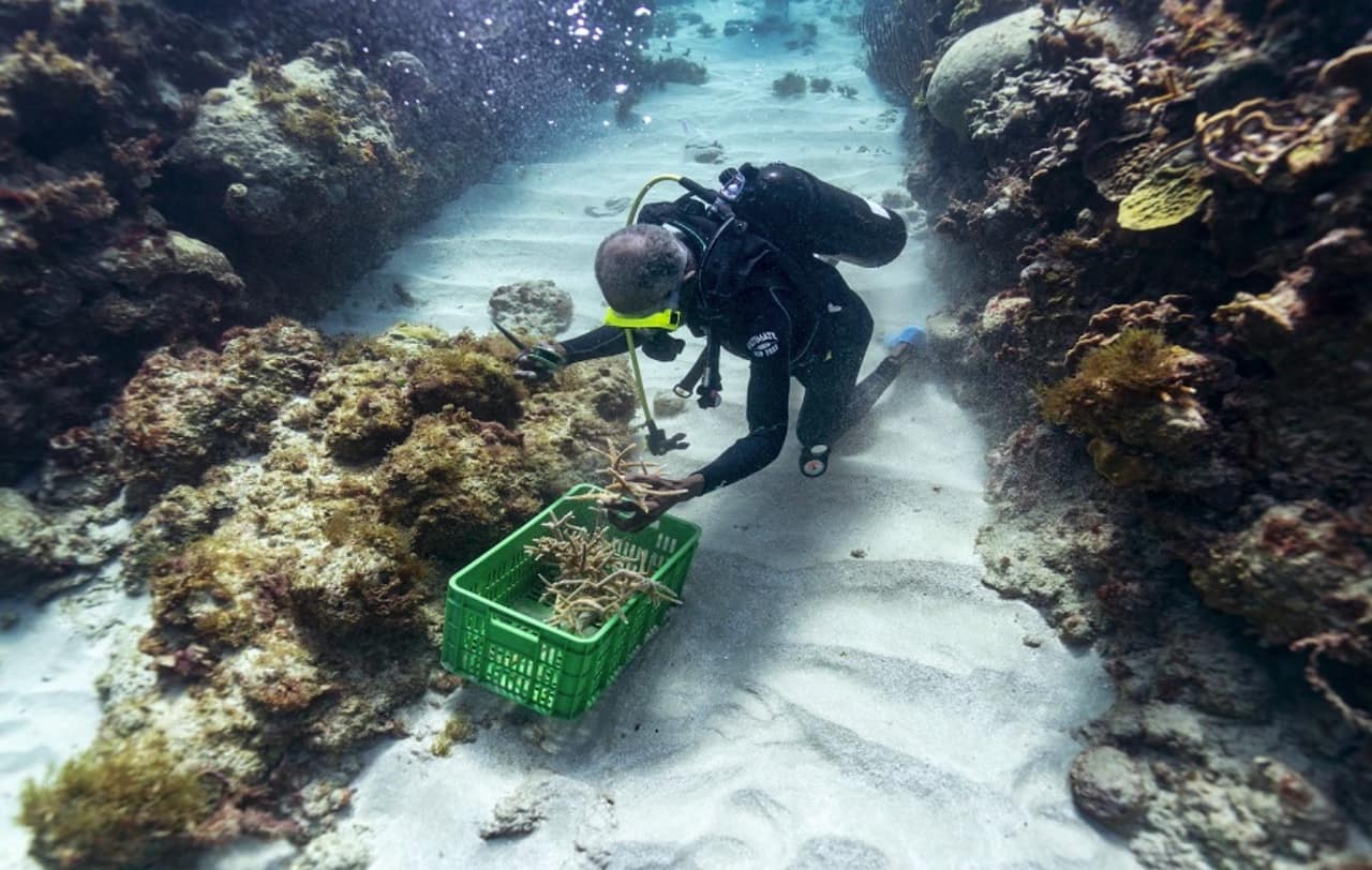 punto de buceo Nursery, Jamaica