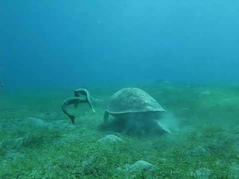 Buceo en Egipto: