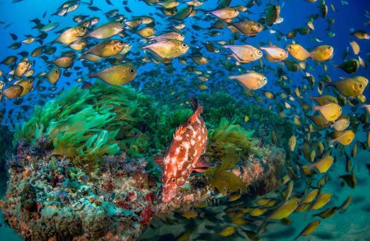 Bucear en Ponta Mamoli, Mozambique