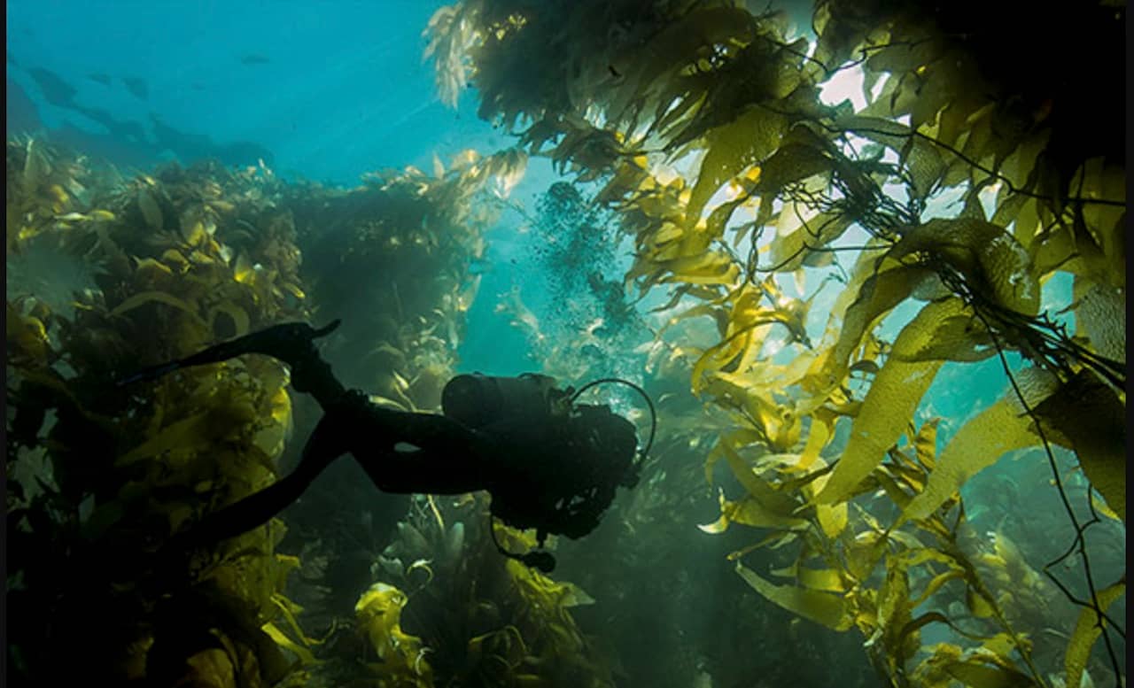 Buceo en Canadá