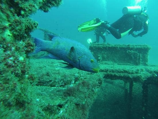 Buceo en Brasil