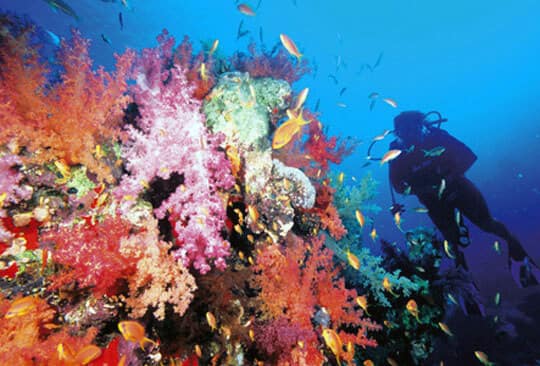 Buceo en Egipto: