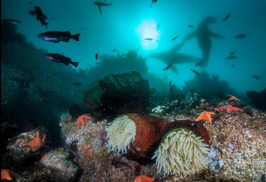 Buceo en los Estados Unidos