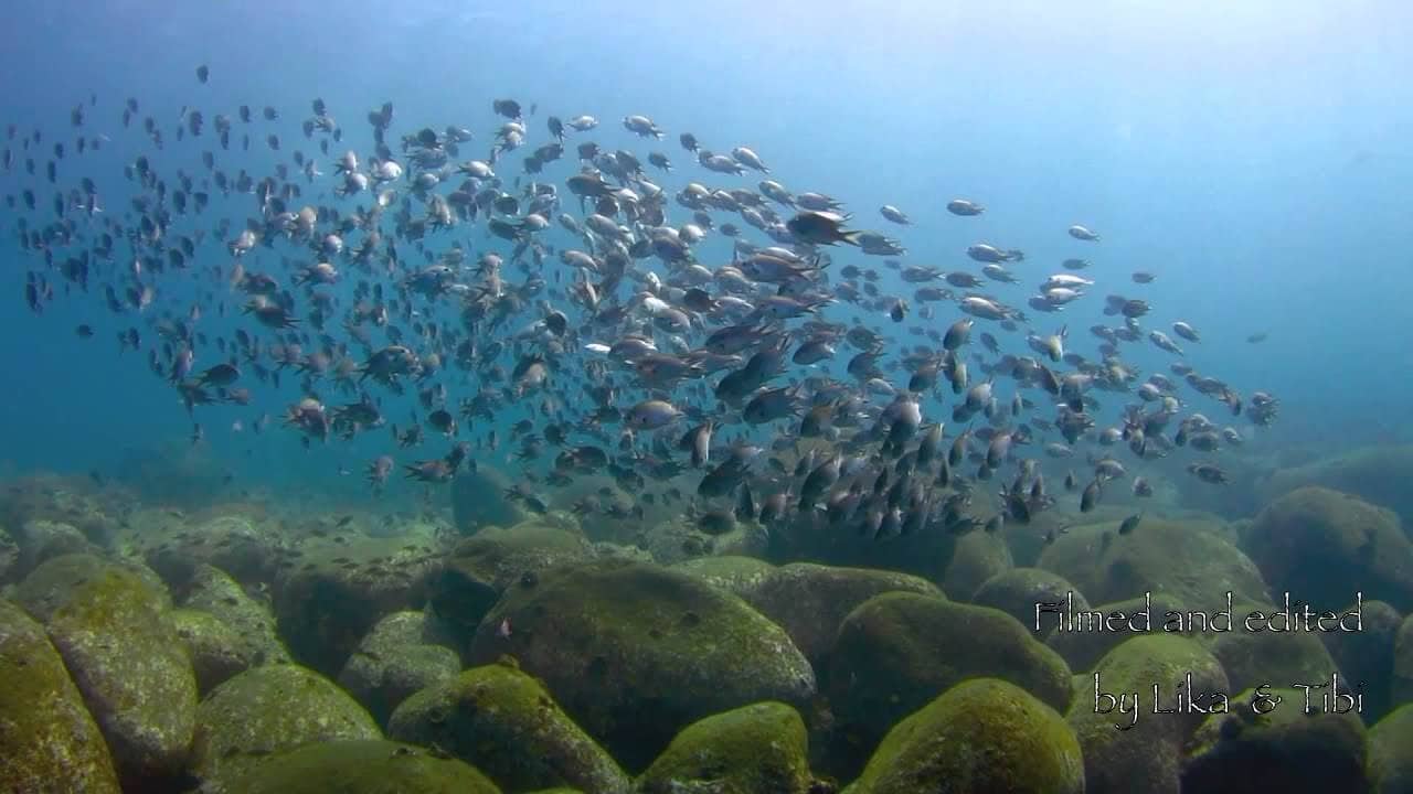 Buceo en Osezaki, Japón