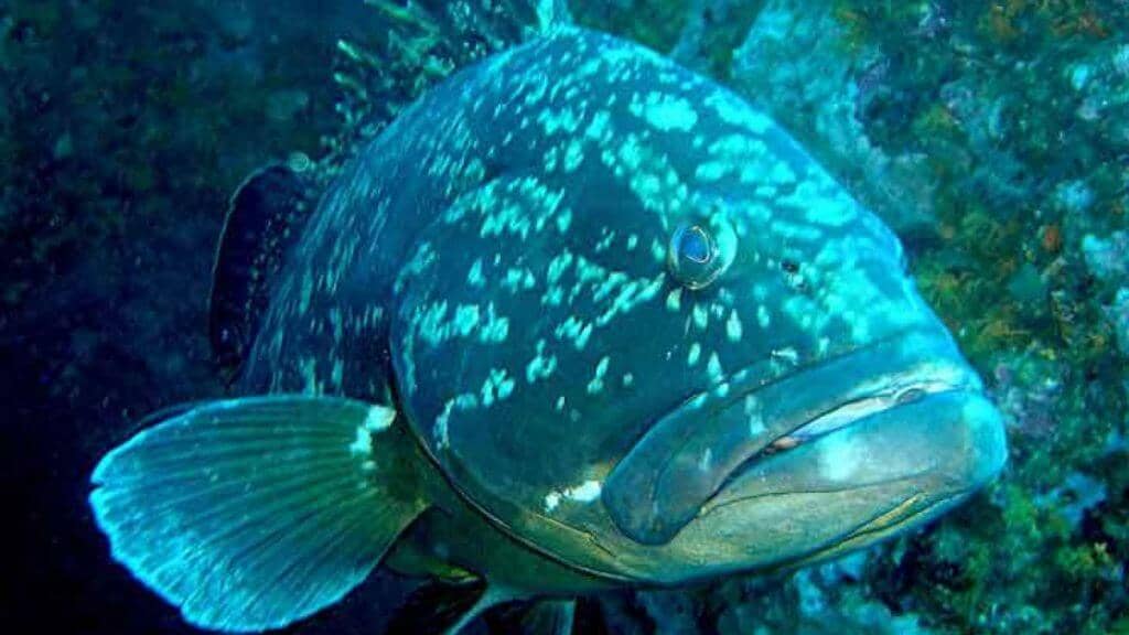 Islas Medas de los mejores desino de Buceo en Costa Brava