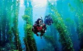 Buceo en los Estados Unidos