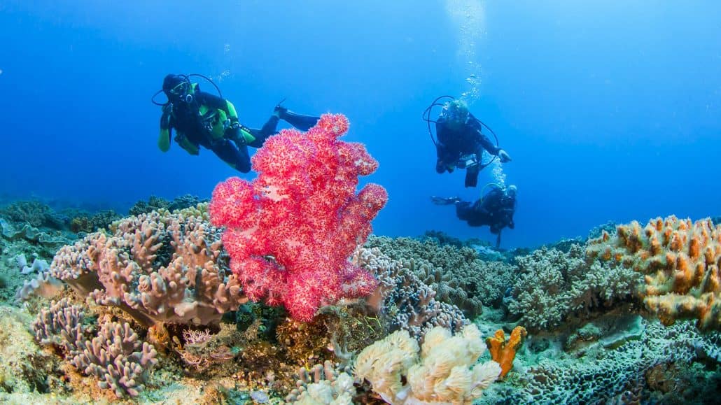 Corales en Tiwi Reef