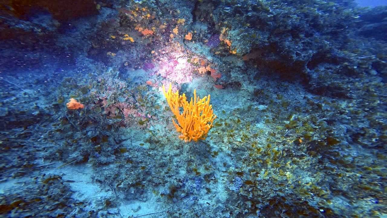 Qawra Reef Bucear en Malta