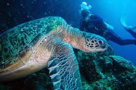 Buceo en Indonesia: Islas Bunaken