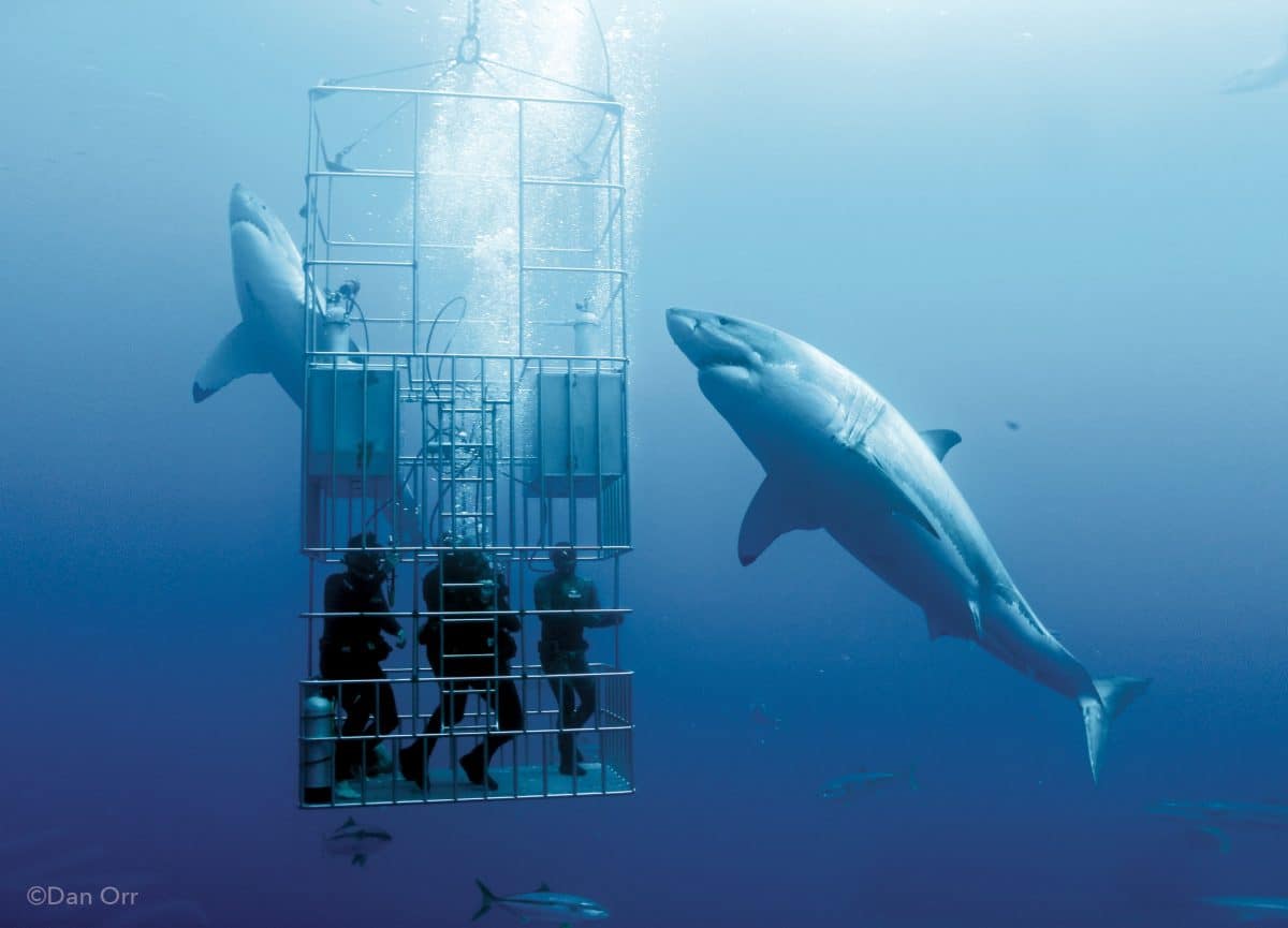 Discovery Bay, Isla Guadalupe México